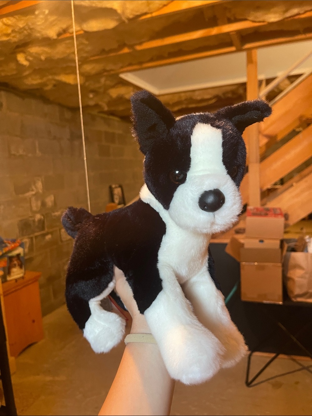 RARE Douglas Boston Terrier (Willem)